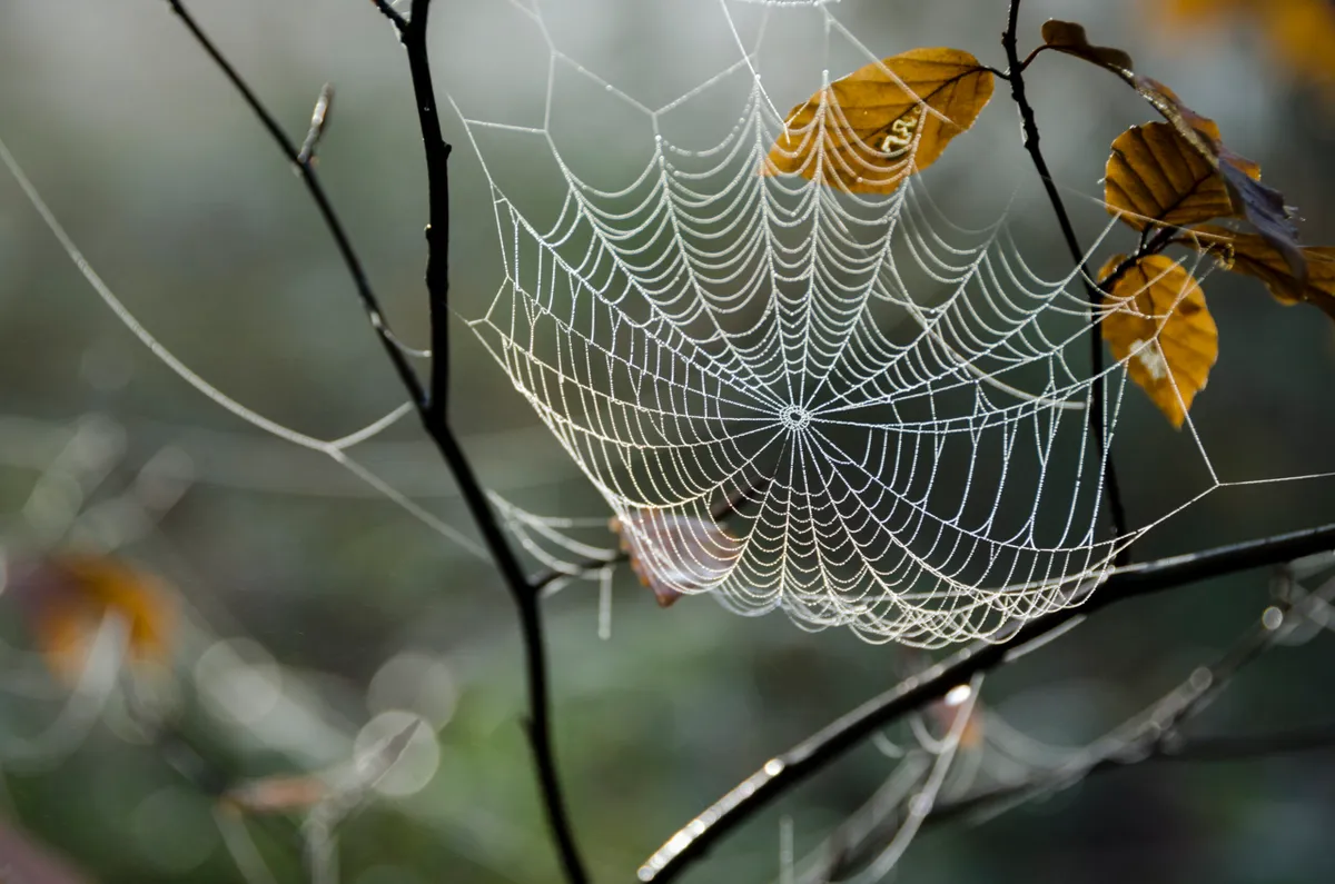 Web in the woods