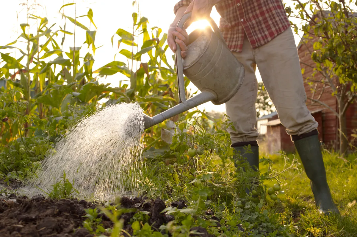 Man watering plants in allotment