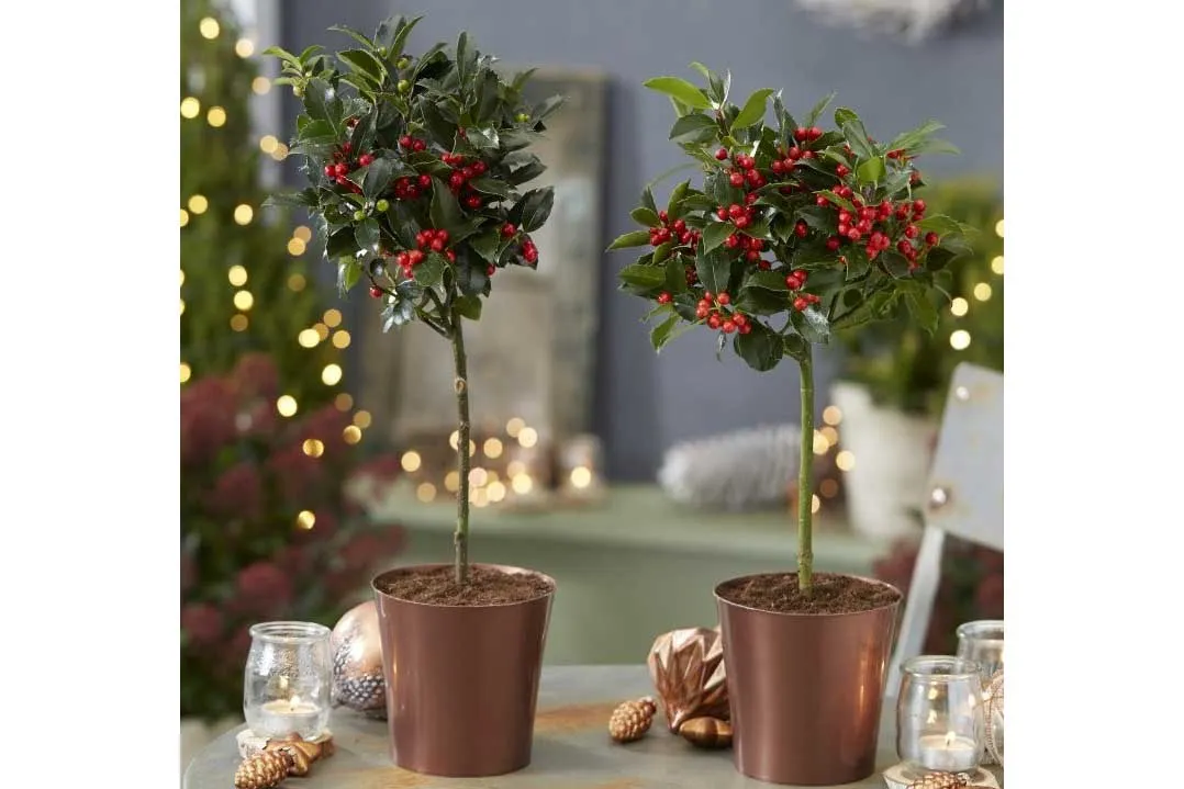 Pair of Holly Trees