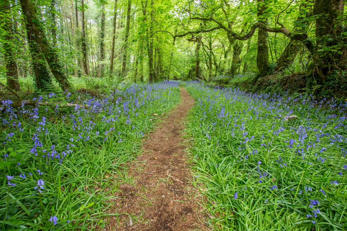 Bluebell woods at Godolphin in Cornwall