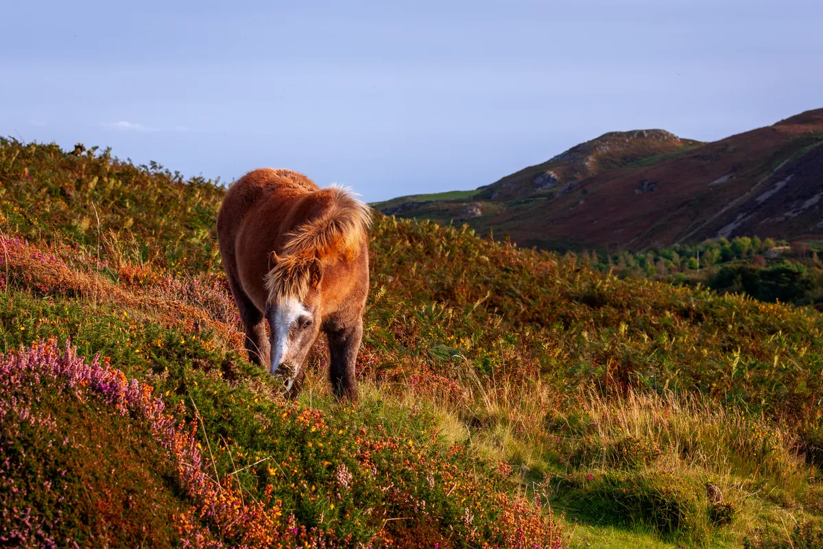 Wild Horse on Conwy Mountain in autumn