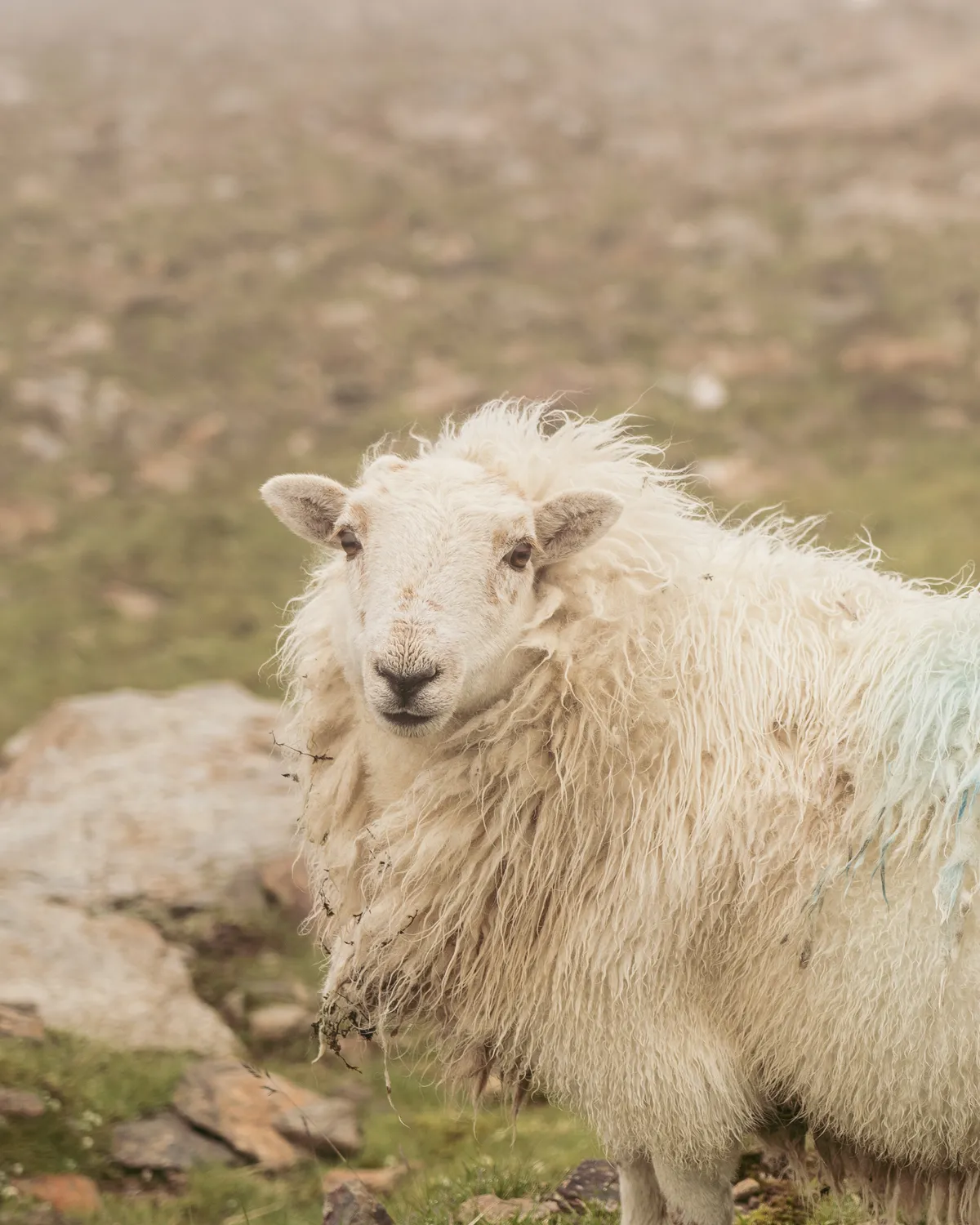 A long-haired Welsh Mountain sheep in the wilderness