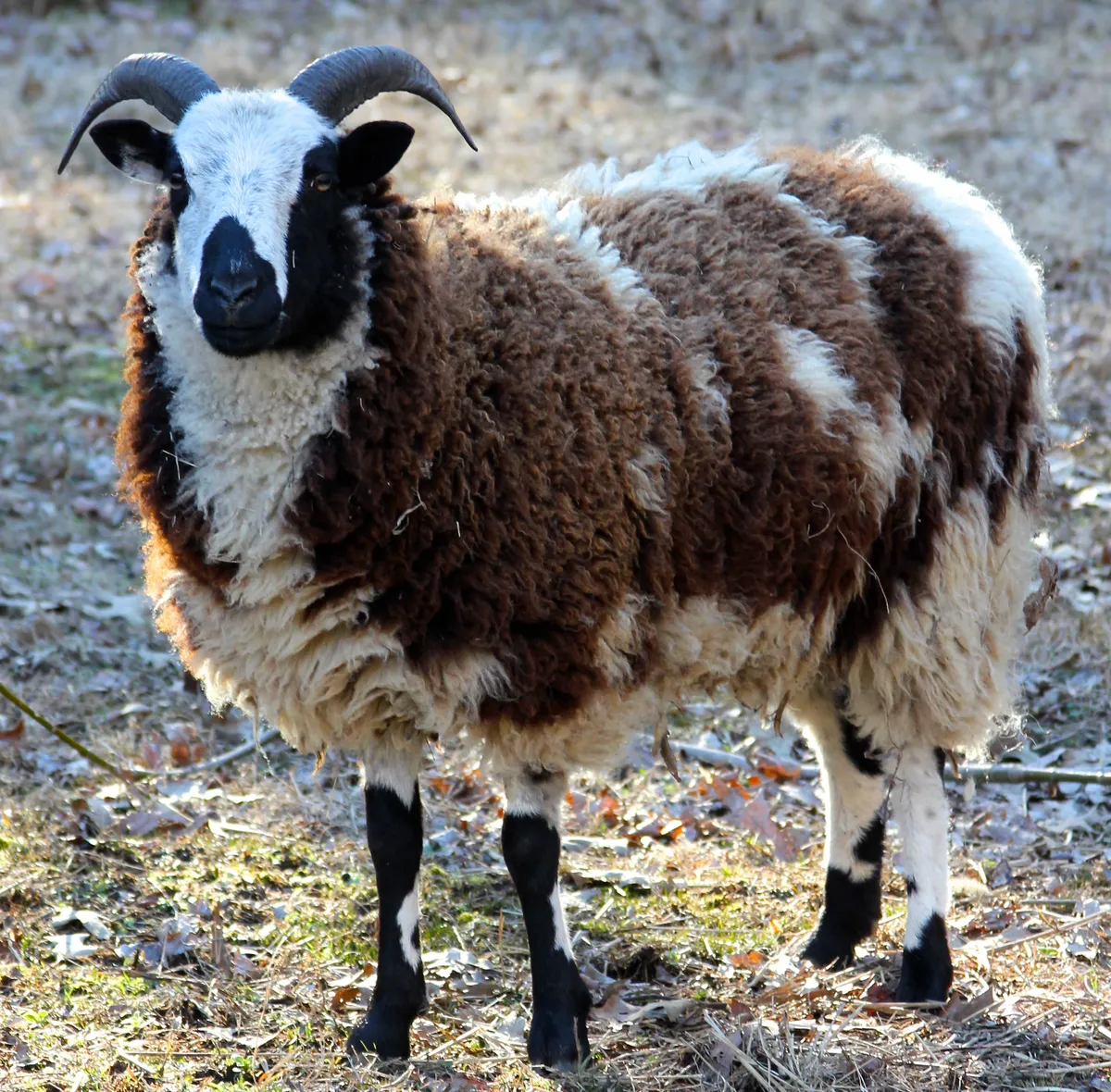 Two-horned Jacob sheep with brown and white coat of wool