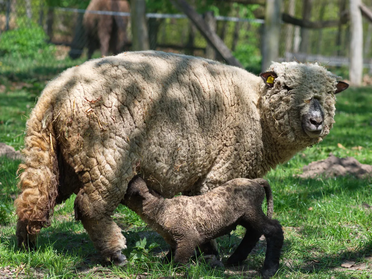 Furry Shropshire sheep ewe with lamb feeding in field