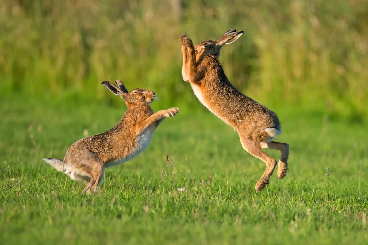 Hares boxing