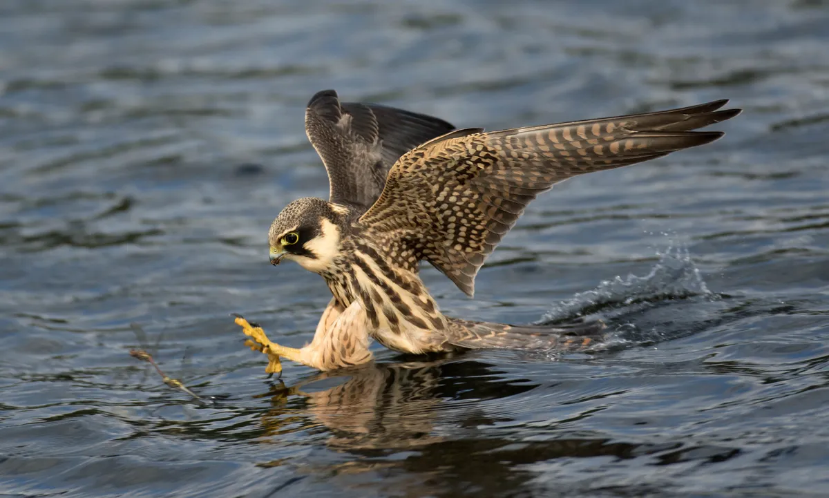A hobby lands on water