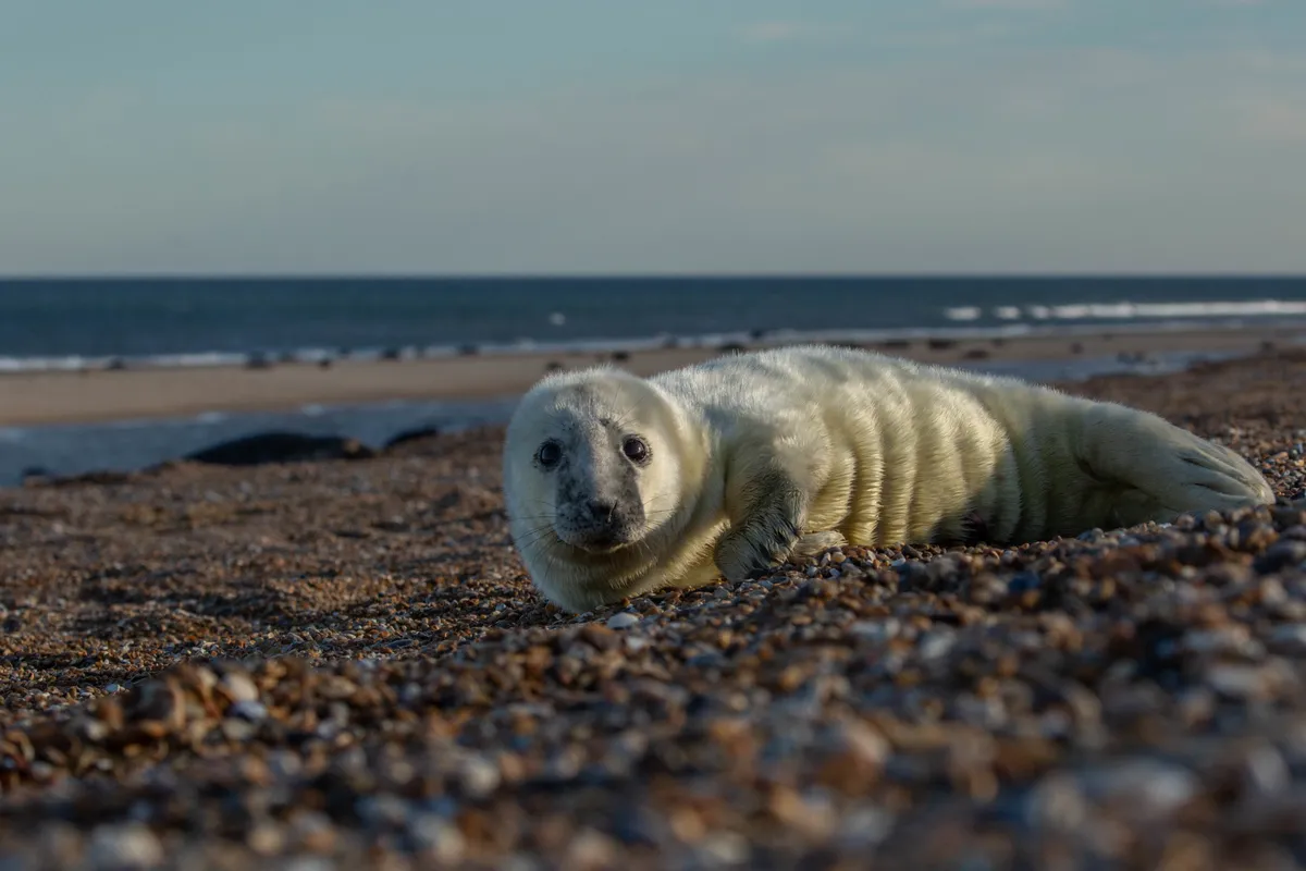 A seal pup on the beach