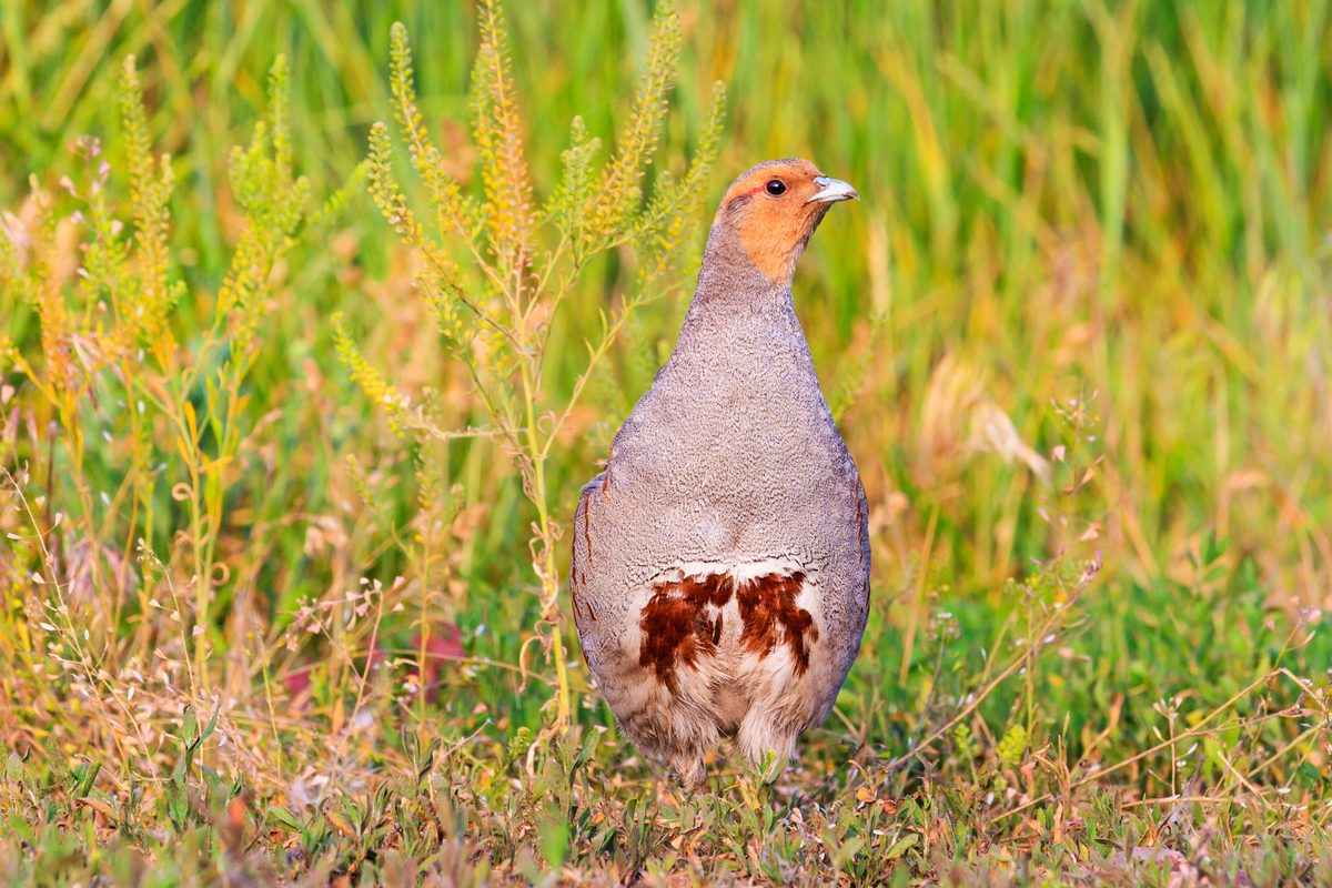 Podcast: In search of the Christmas partridge with author Patrick ...