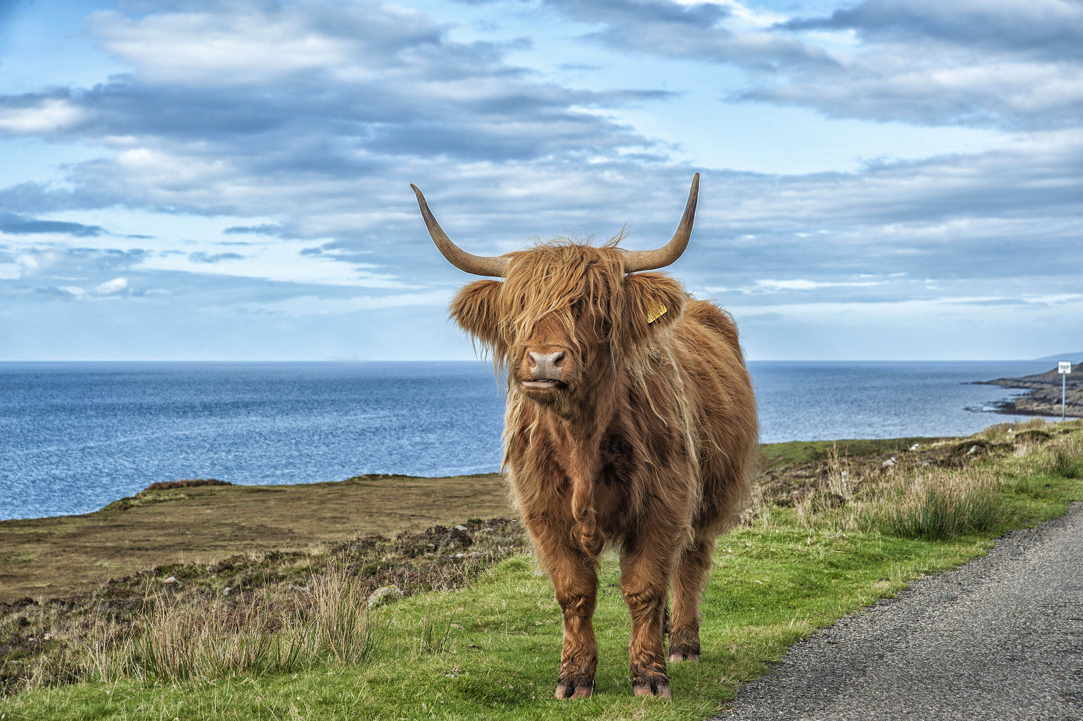 Highland Cows : r/Scotland
