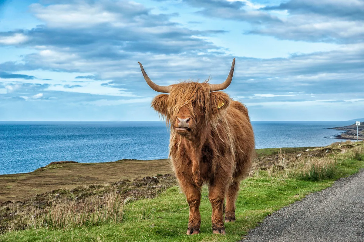 Long shaggy haired brown highland cow on grassy roadside with blue sky and sea beyond