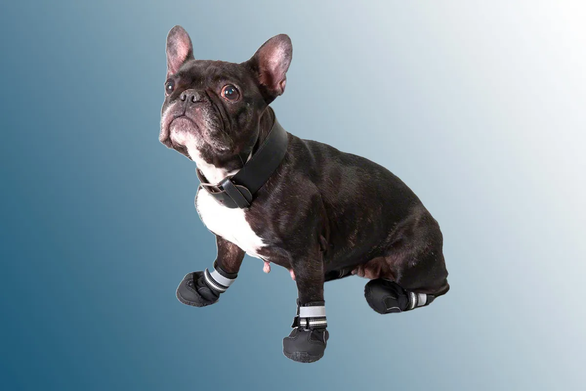 Dog wearing dog boots on a blue background