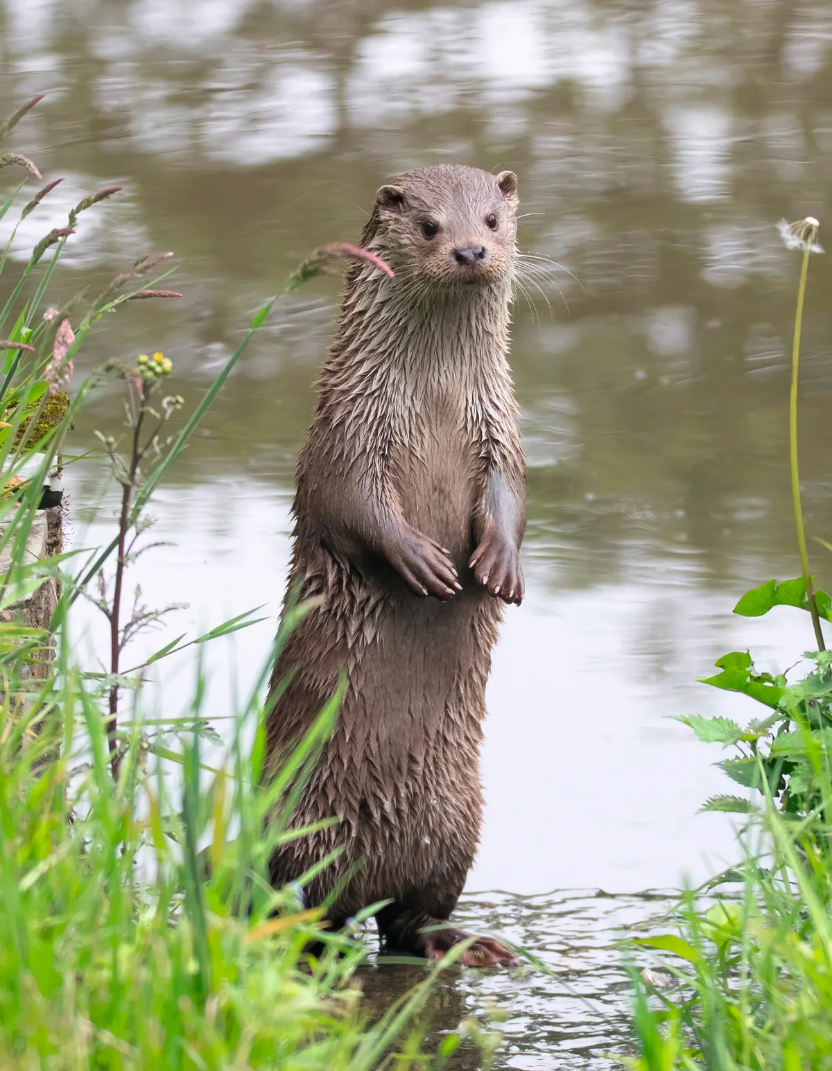 Otter standing on haunches by river