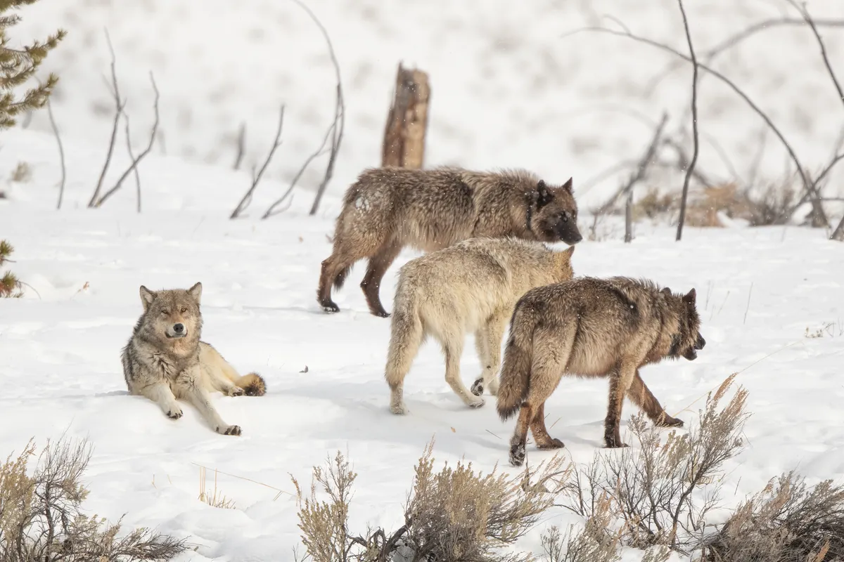 Four wolves of same pack walking away (one taking a break) in snow in Yellowstone National Park
