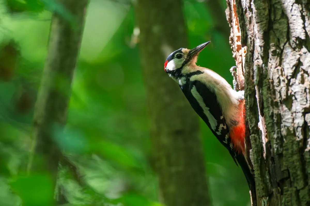 Great spotted woodpecker at nest hole