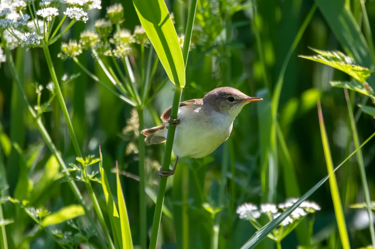A close up of a reed warbler