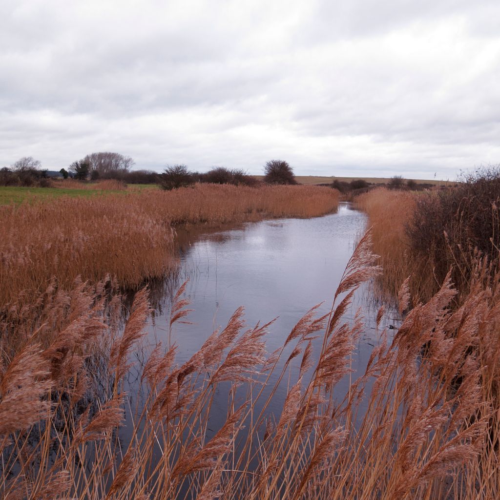 Walk: Boyton Marshes, Suffolk 