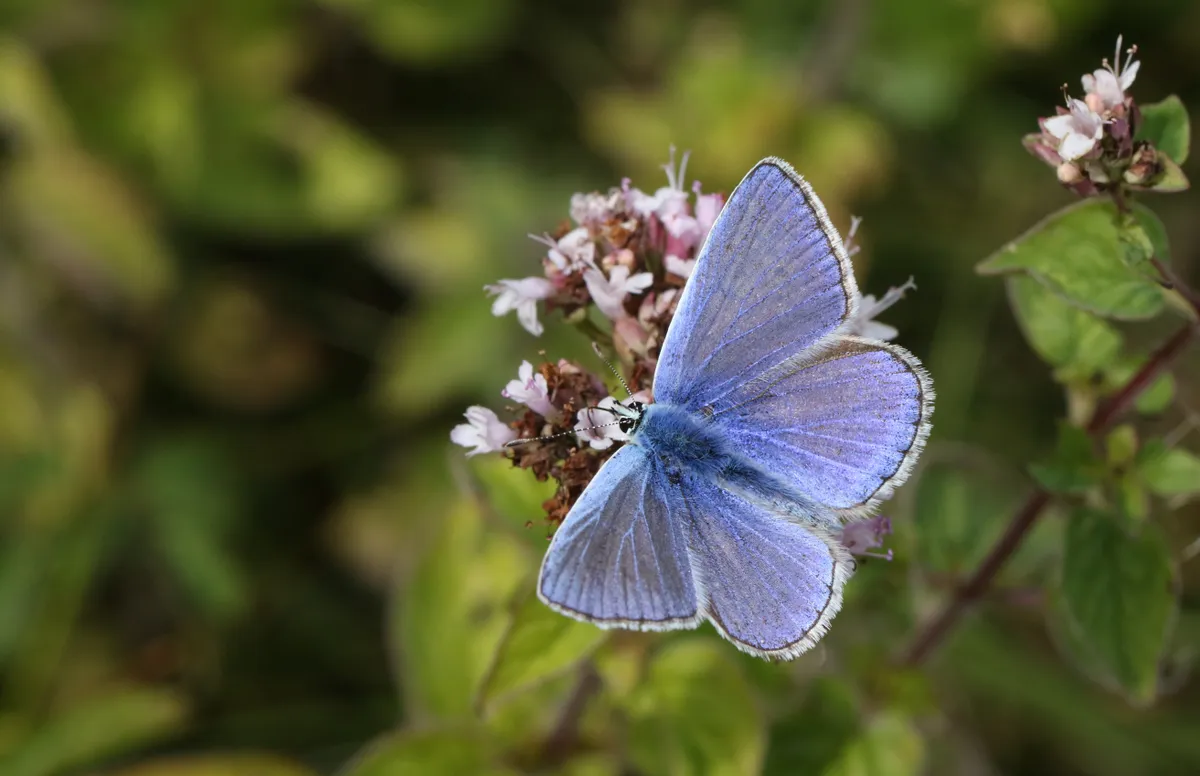 Common blue butterfly sitting on a flower
