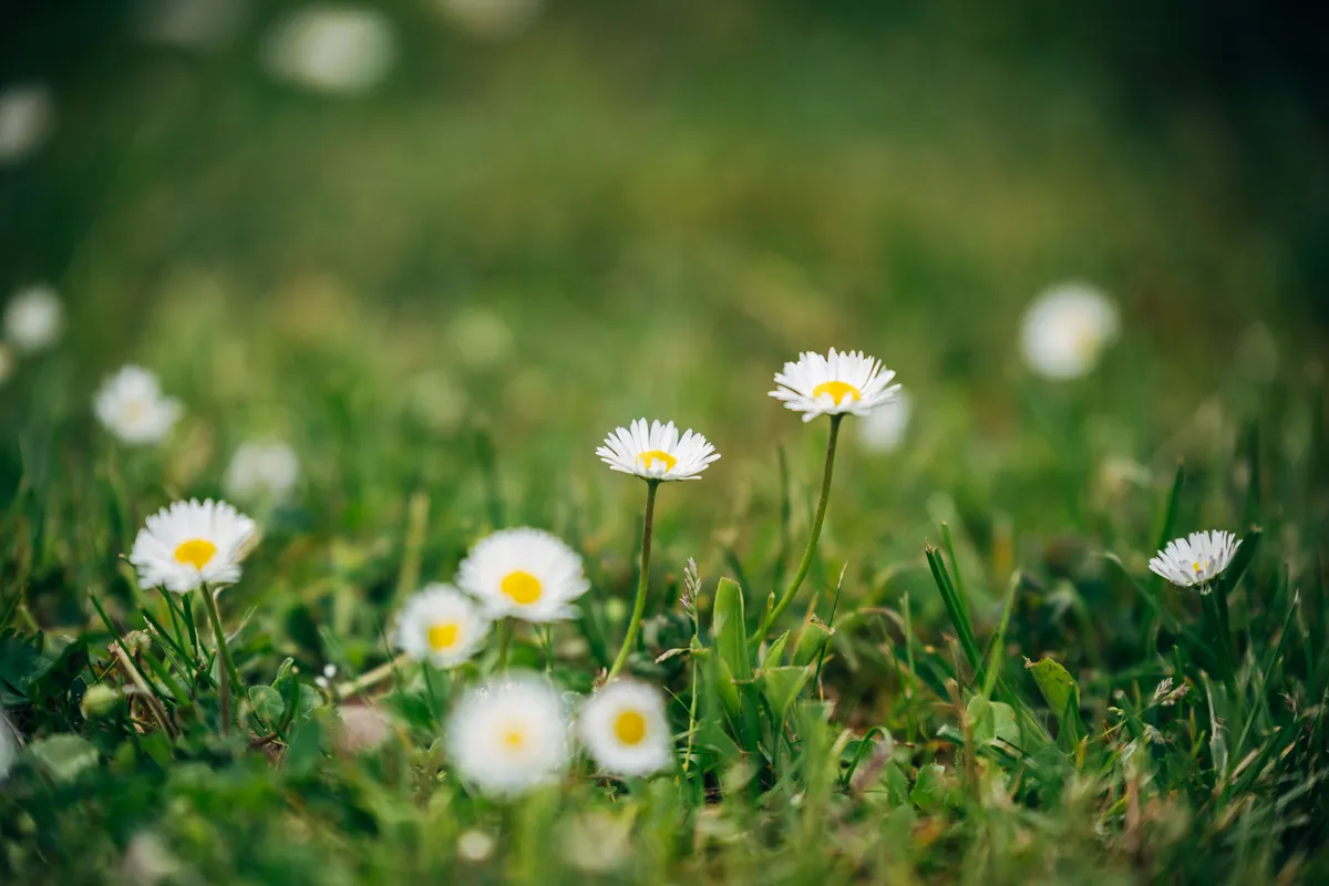 Daisies in a lawn which are the top flowering plant found in lawns in the UK during No Mow May