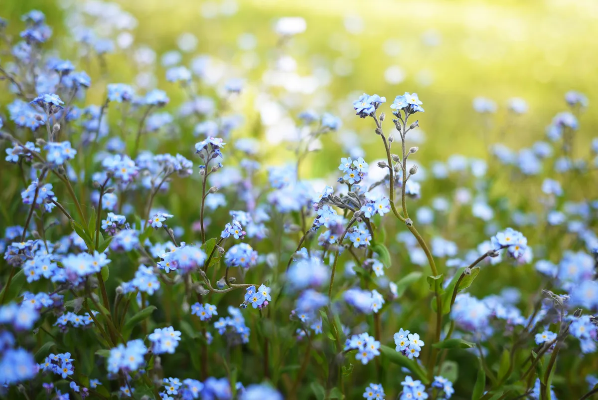 Blue field forget-me-nots