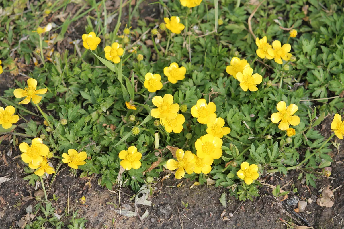 Yellow creeping buttercup Ranunculus repens flowering in the soil