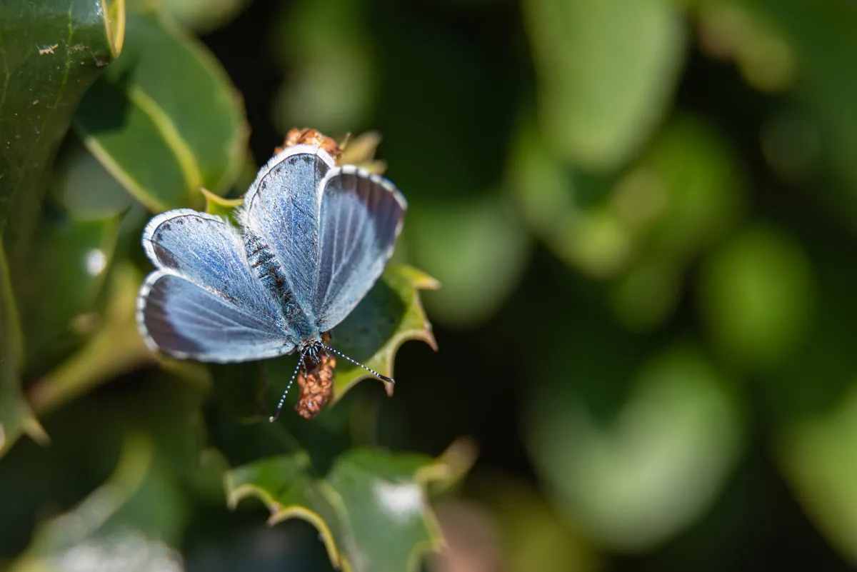 Holly blue butterfly sitting on a holly leaf
