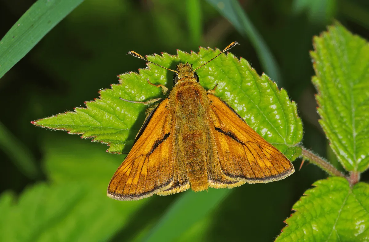 Large skipper butterfly sitting on a leaf