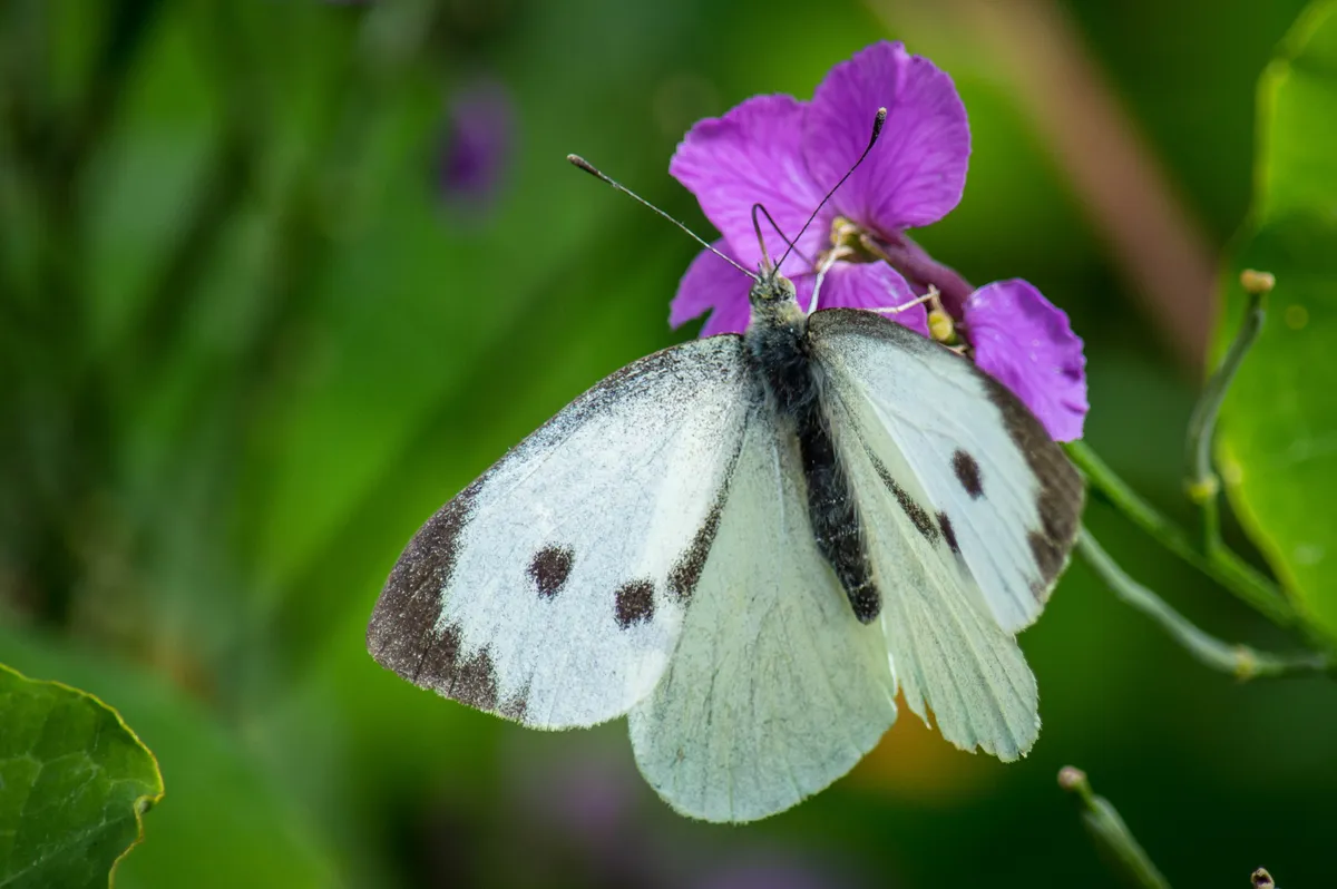 Large white butterfly sitting on a flower
