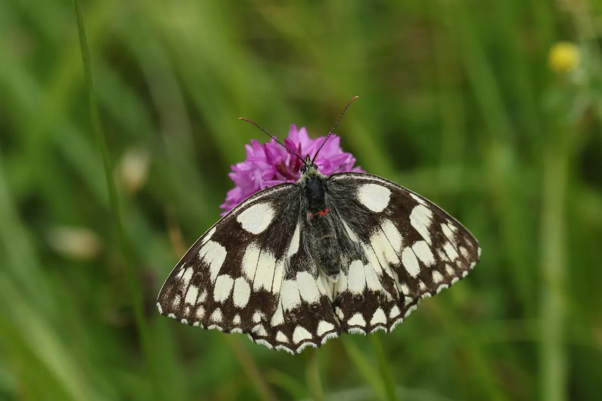 Marbled white butterfly sitting on a flower