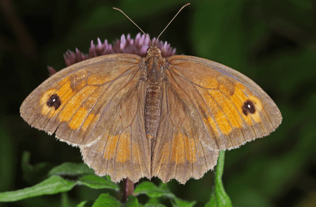 Meadow brown butterfly sitting on a leaf and flower