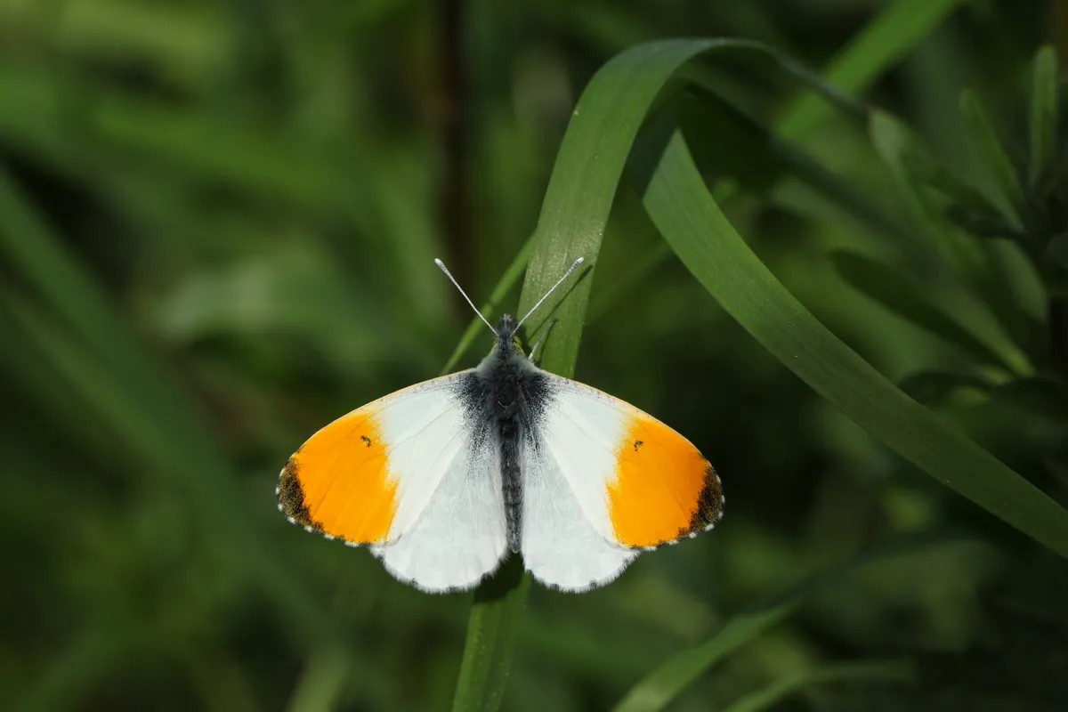 Orange-tip butterfly sitting on a leaf