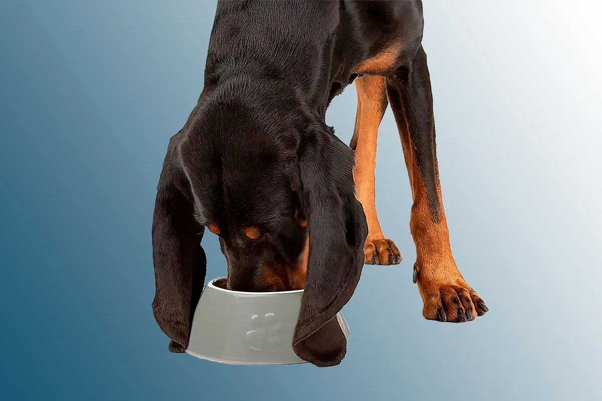Dog eating from Scruffs Long-Eared Dog Bowl on a blue background