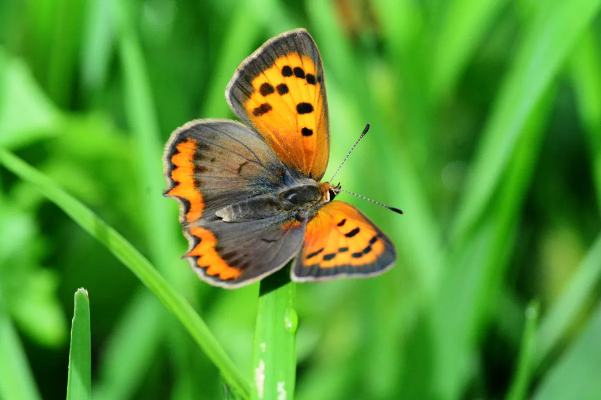 Small copper butterfly sitting on a leaf