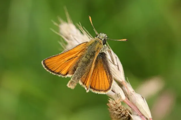 Small skipper butterfly sitting on grass