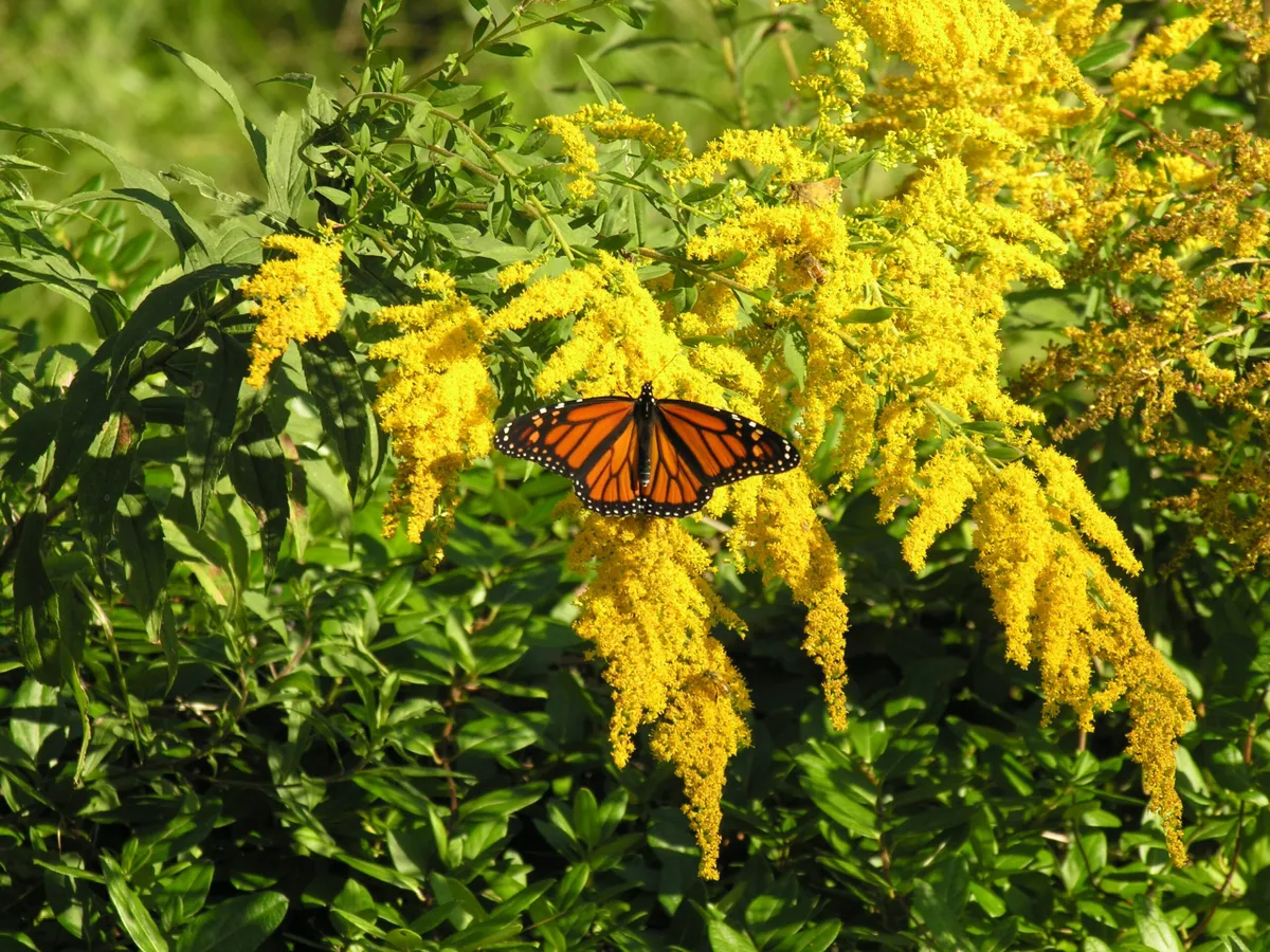Monarch butterfly on goldenrod 