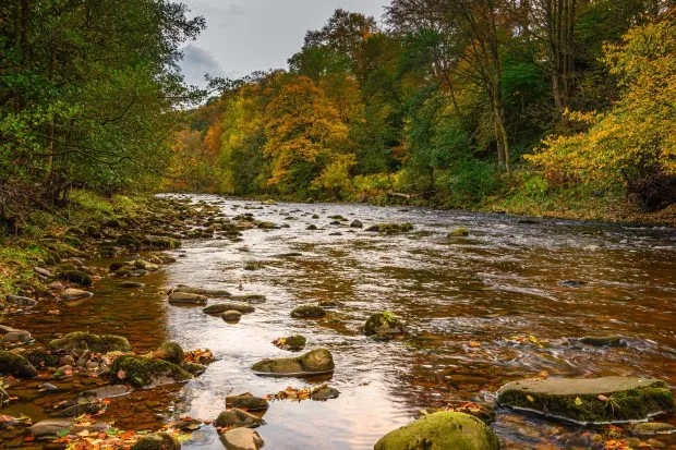 River running through Allen Banks in autumn
