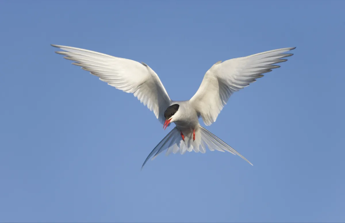 Arctic tern in flight with blue sky behind