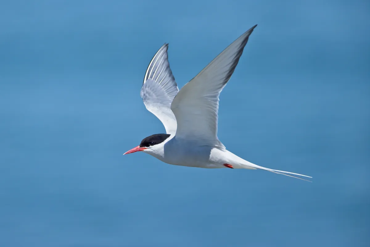 Arctic tern in flight with blue sky behind