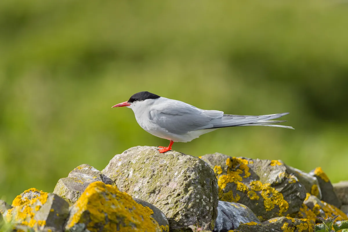 Arctic tern standing on a rock