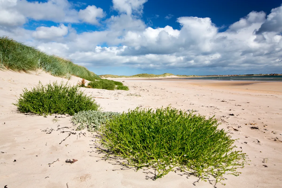 Sand dunes at Beadnell Bay in summer