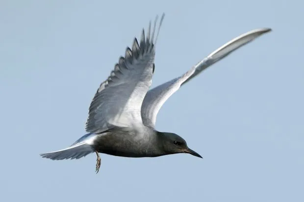Roseate tern in flight with blue sky behind
