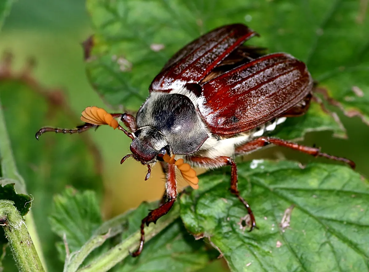 Male European May bug or Cockchafer beetle (Melolontha melolontha)