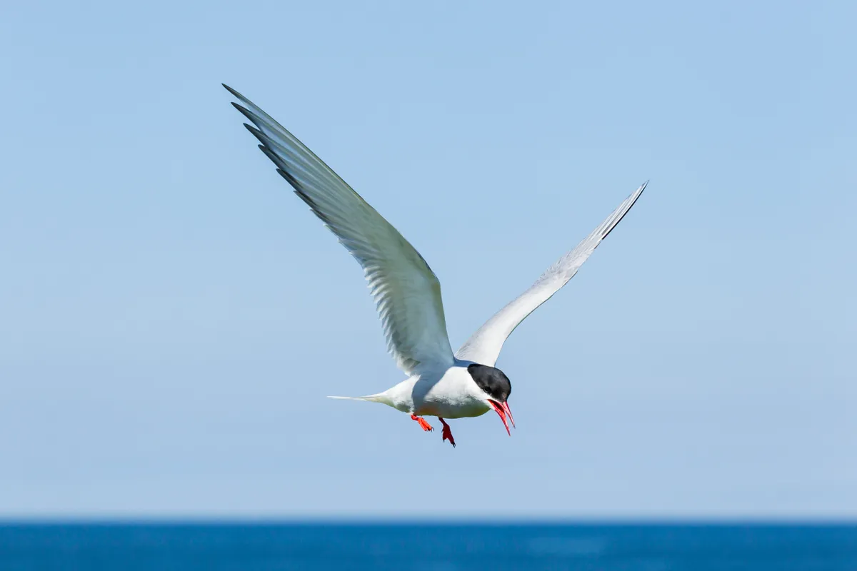 Common tern in flight with blue sky behind
