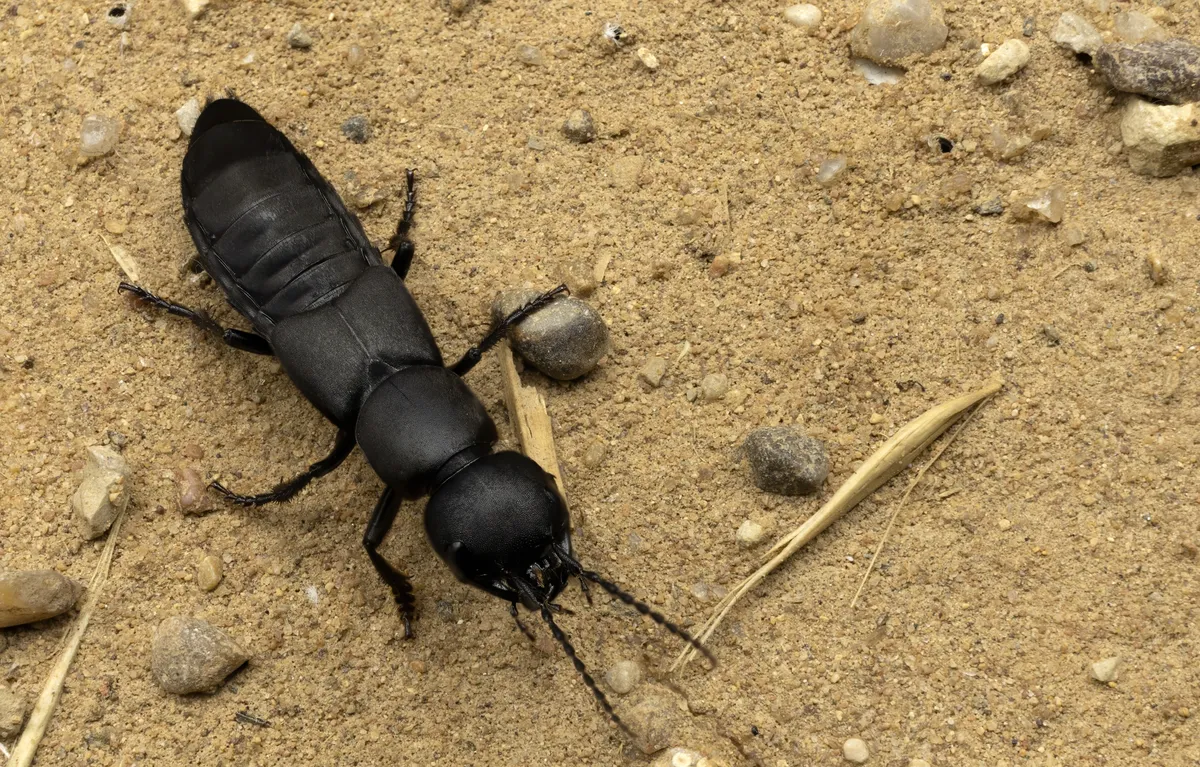 The devils coach-horse beetle on a sandy floor