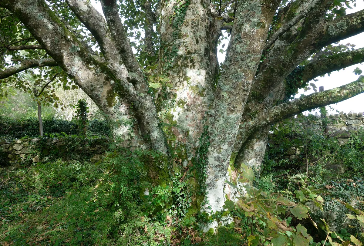 Lichens, ferns, mosses and other plants grow on a sycamore – these are epiphytes