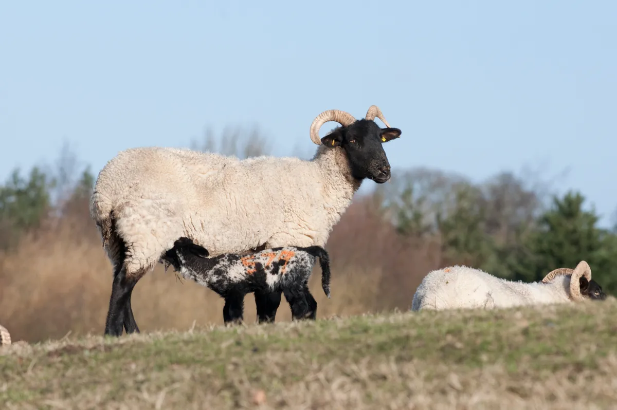 Norfolk horned ewe with black fleeced baby lamb suckling