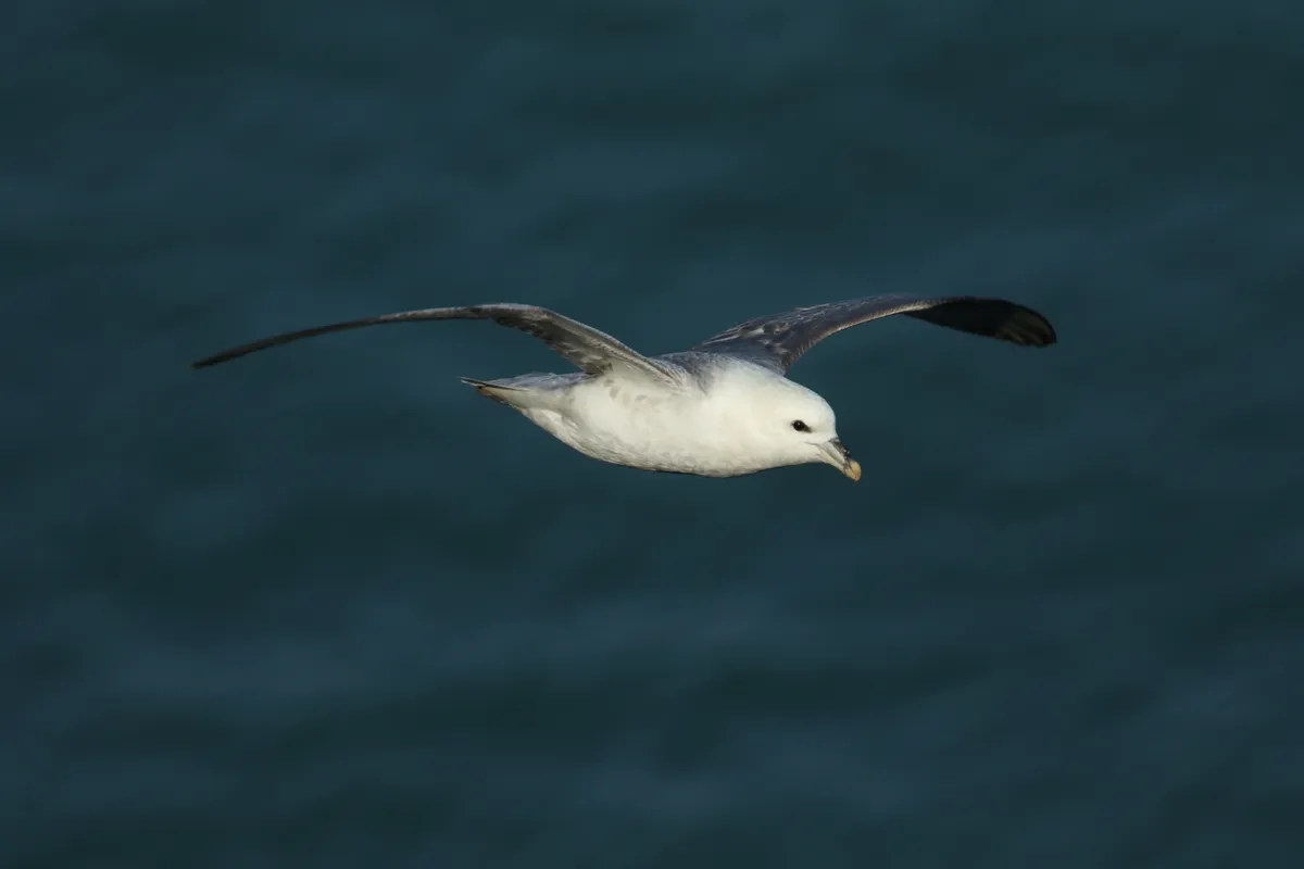 A Fulmar with white underbelly and grey wings flying along the coastline of Skomer Island