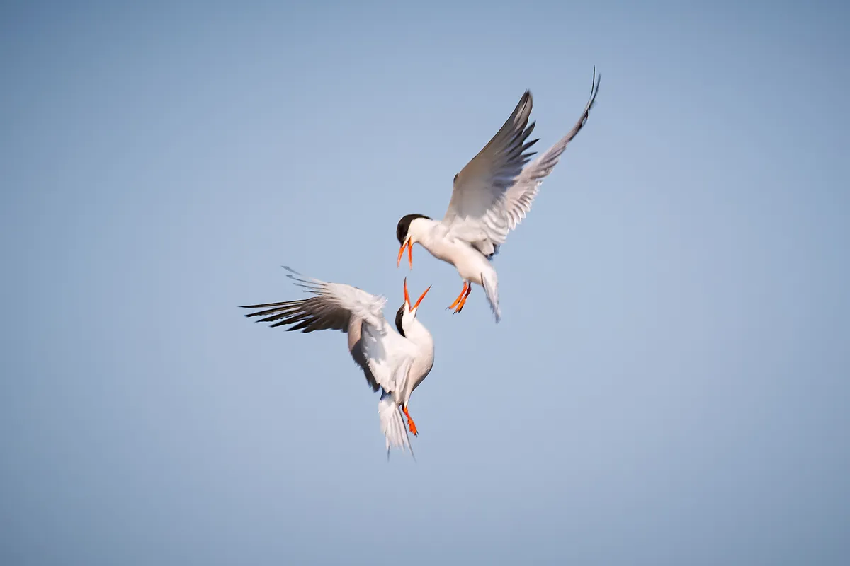 Two common terns with black heads and reddish beaks squabble in mid air