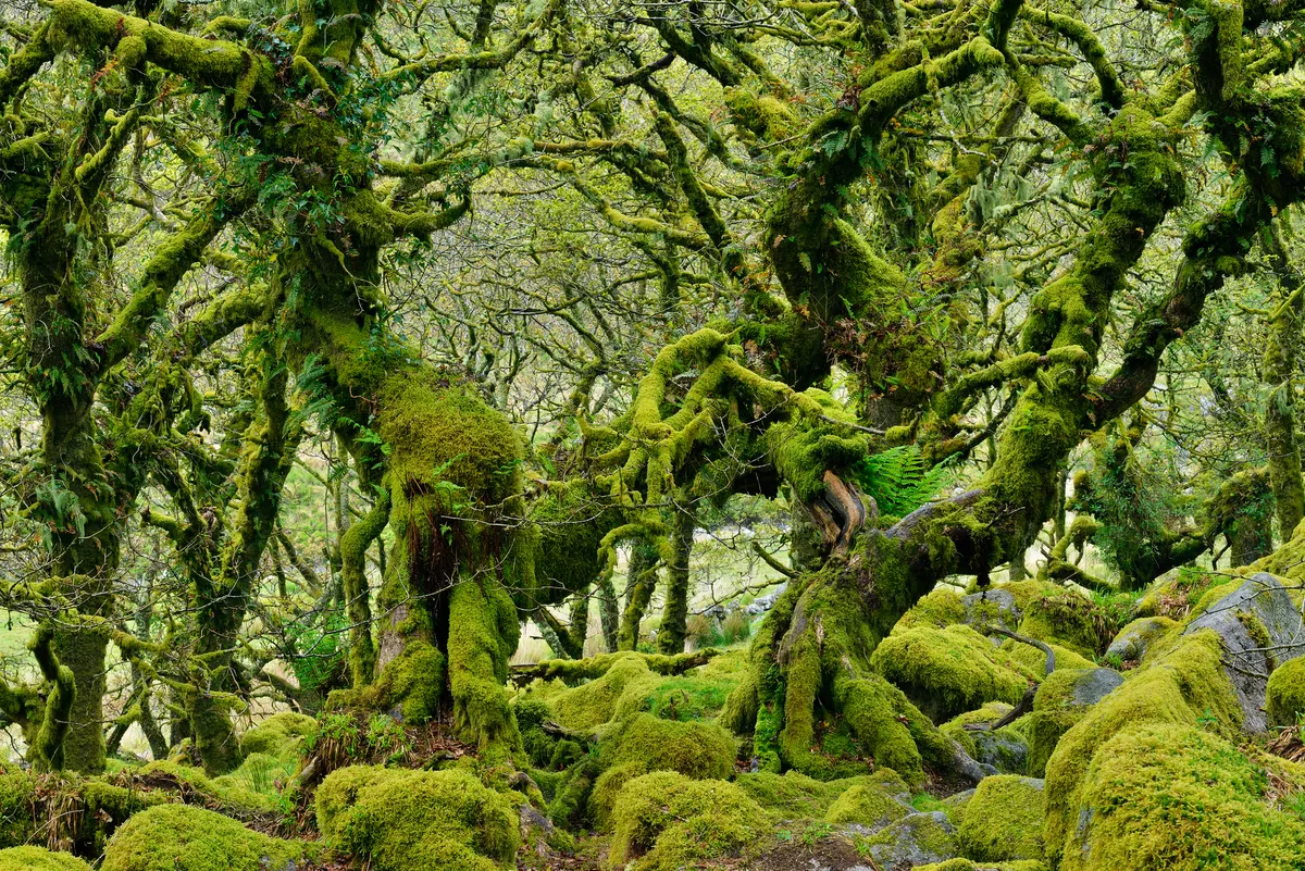 Tangled oak trees covered in moss in Wistman's Wood, Dartmoor