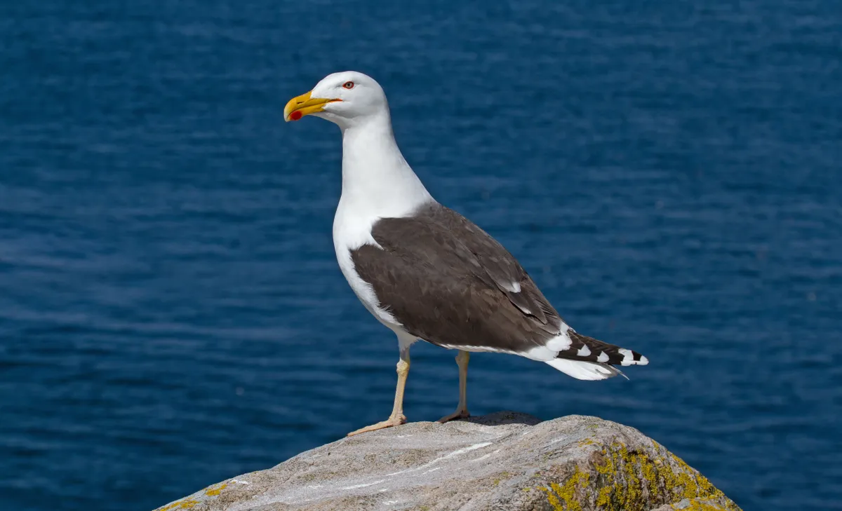 Great black backed Gull on rock in full sun with sea in background