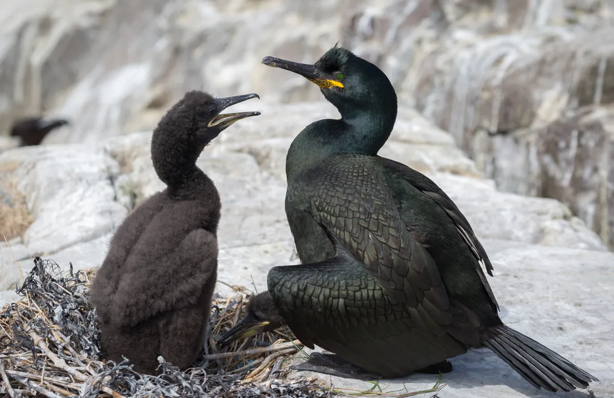 Dark black adult shag with emerald tinge to feathers with fluffy black feathered young